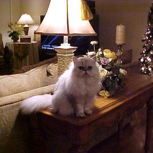 Meet your Posher, Karen